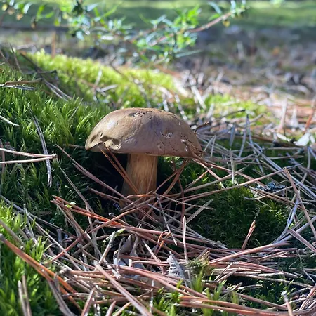 Skandynawskie Nad Pilicą, Biała Góra, Mazowieckie *
