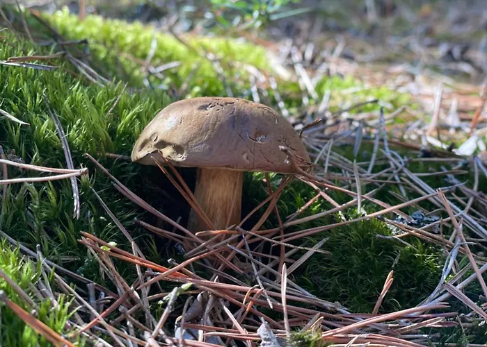 Skandynawskie Nad Pilicą, Biała Góra, Mazowieckie *